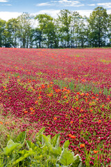 field full of red clovers