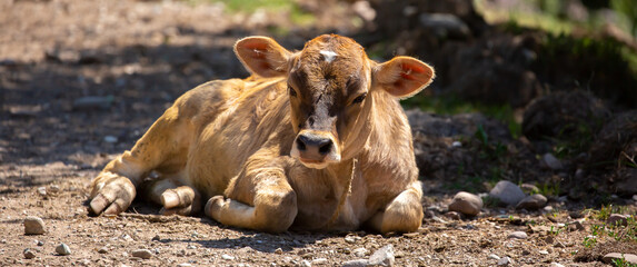 A young calf hides in the shade from the heat. Cows graze on a pasture in the garden, lies resting in the shade. The concept of animal husbandry and organic food.
