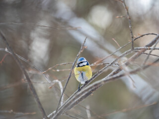 Cute bird, Eurasian blue tit, songbird sitting on a branch without leaves in the autumn or winter