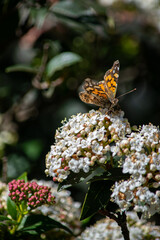 Mariposa sobre una flor