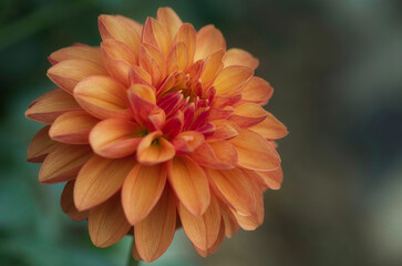 Dahlia