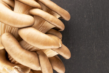 Fresh organic oyster mushrooms on slate stone, macro, top view.