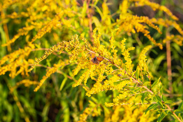 A closeup of a Brachycera perched on a yellow flower