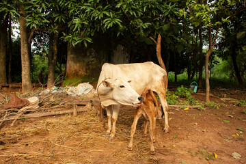 Mother cow feeding her calf with milk and licking his body to clean.