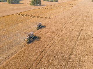 Harvest wheat grain and crop aerial view.Harvesting wheat,oats, barley in fields,ranches and farmlands.Combines mow in the field.Agro-industry.Combine Harvester Cutting on wheat filed.Machine harvest