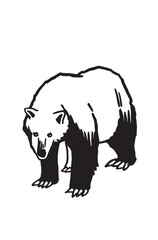 Naklejka na ściany i meble Graphical drawing of polar bear isolated on white,vector illustration