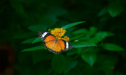 butterfly and flower