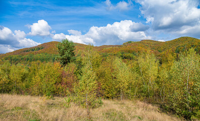 Fototapeta premium Autumn forest and mountains. Beautiful autumnal landscape in the forest