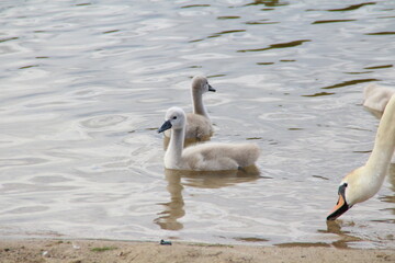 a family of white swans