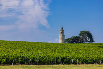 Fototapeta na wymiar Typical vineyards near Chateau la Tour de By, Bordeaux, Aquitaine, France