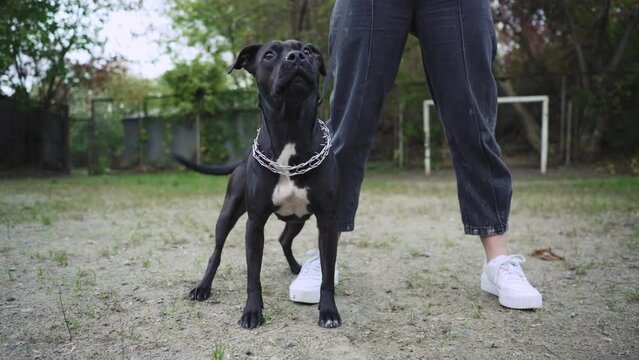 A dog on a leash from a chain stands next to the owner at the feet and guards him