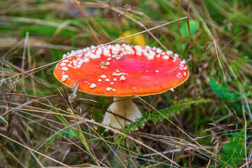 Red fly agaric mushroom in the forest grass.