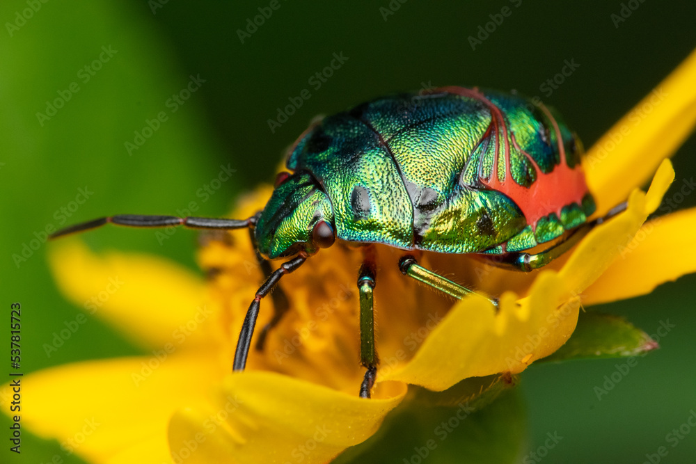 Wall mural close up of a metallic stink bug scutelleridae on a yellow flower with bokeh background