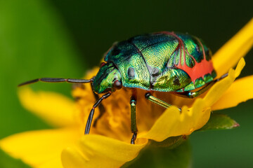 Close up of A metallic stink bug scutelleridae on a yellow flower with bokeh background 