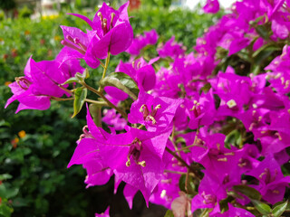Blooming pink Bougainvillea flowers. Close-up. Floral background