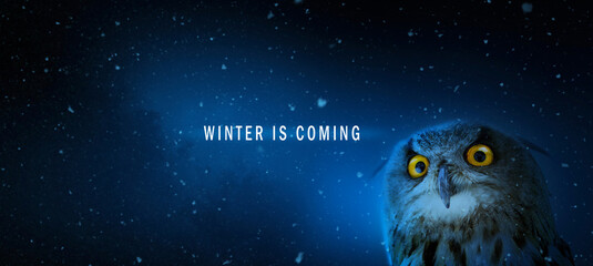Winter Is Coming; frightened Owl on cold dark night background