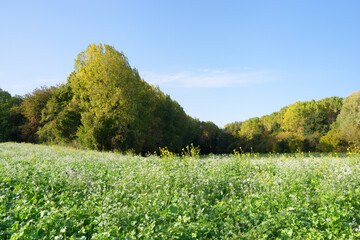 The Thérouanne valley  in Seine et Marne country 