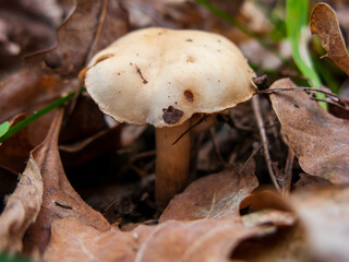 Close-up photo of a mushroom in the autumn forest