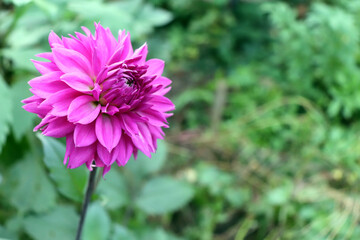 Obraz premium They are blooming yellow dahlia in the garden. Dahlia is a genus of bushy, tuberous, herbaceous perennial plants native to Mexico.Blurred background.
