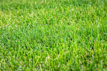 Green lawn background. Nature background. Green grass texture