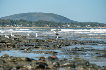 Seagulls nesting on the rocks in the shore of the beach at Las Flores, Maldonado, Uruguay. Waves...