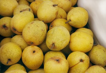 yellow,sweet and juicy pears close up