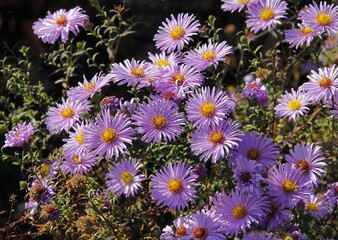 pretty purple asters in the garden close up - obrazy, fototapety, plakaty