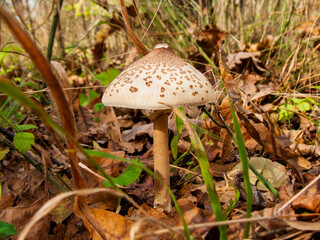 Close-up photo of a mushroom in the autumn forest