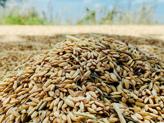 Obraz premium wheat in the field