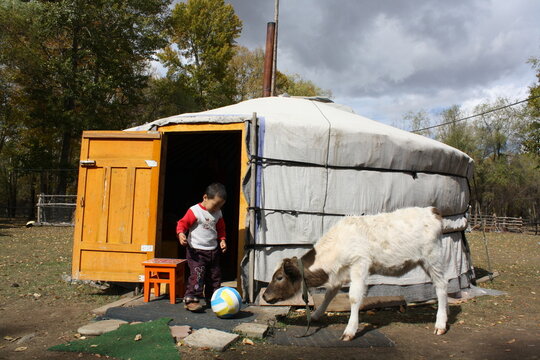 The boy plays a ball with a calf in front of the nomadic tent (ger), Terelj valley, Tuv province, Mongolia. Staying in the Mongol nomadic tent (ger) brings so much joy for the children as always. 