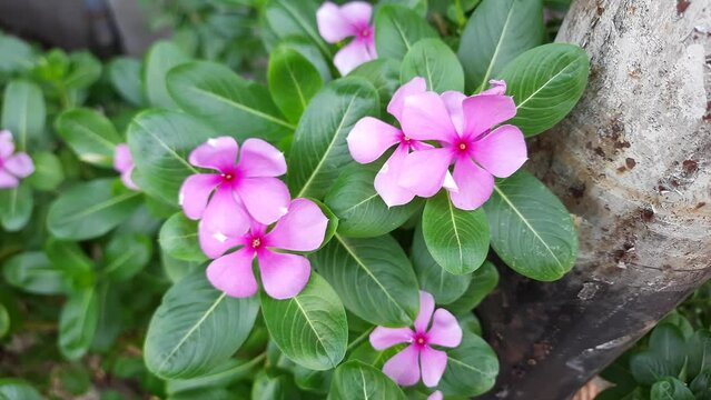 Pink flowers of Catharanthus roseus, or Madagascar periwinkle, blooming on the garden, swaying in the wind