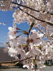 full bloom of Sakura 