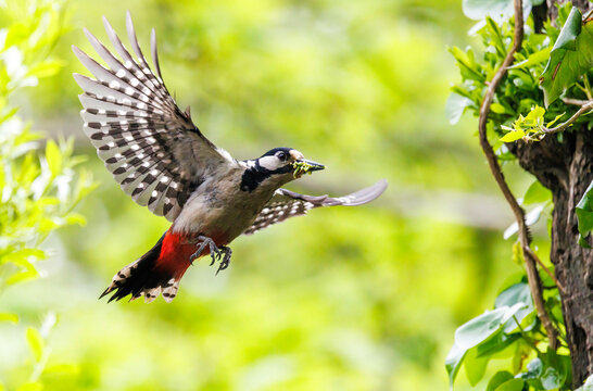 Buntspecht mit Insekten im Schnabel fliegt Bruth&ouml;hle an