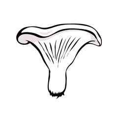 Milk mushroom. Edible forest mushroom. Brown mushroom cap. Delicious nutritious natural food. Healthy ingredient for cooking. Cartoon vector art illustration on white background. Hand drawn sketch