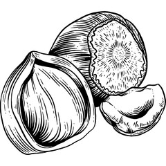 Hand drawn Hazelnuts Sketch Illustration