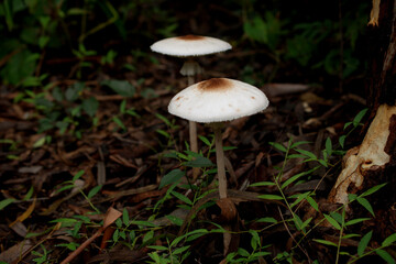 Mushrooms in the rainforest, Thailand, Southeast Asia
