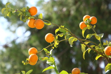 Rich harvest of citrus fruits on trees in a city park in Israel.