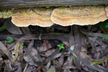 Mushrooms in the rainforest, Thailand, Southeast Asia
