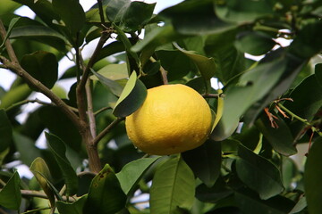 Rich harvest of citrus fruits on trees in a city park in Israel.