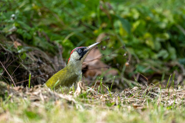 Fototapeta premium European green woodpecker (Picus viridis) in the meadow. Bieszczady, Carpathians, Poland.