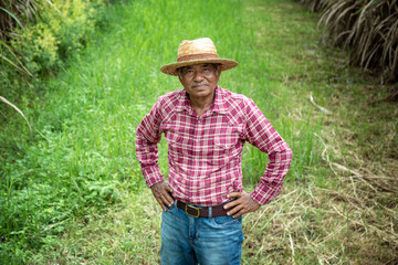 Naklejka na ściany i meble Portrait old man farmer wearing a shirt and wicker hat stands looking at camera while working on sugar cane plantation.