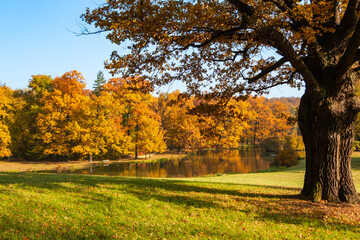 Naklejka premium Buntes Herbstlaub um den See im Schlosspark von Bad Muskau, Oberlausitz, Sachsen, Deutschland