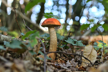 bolet orangé champignon avec bokeh, (leccinum aurantiacum) dans les bois et la forêt, bolet, cèpe.