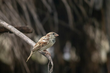 Sparrow sitting at dry branch.