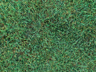 green grass background