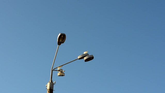 Birds and city. Seagulls over a lamp
