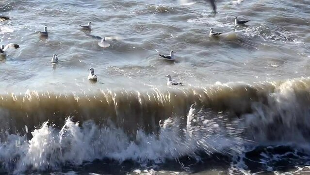 Wave and seagulls. Stormy sea