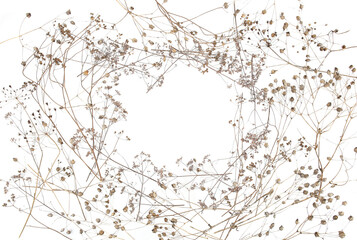 Dry wild meadow grasses or herbs isolated on white background. Frame of dry field flowers with copy space. Winter pattern background.