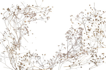 Dry wild meadow grasses or herbs isolated on white background. Frame of dry field flowers with copy space. Winter pattern background.