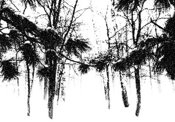 Birch forest landscape with pine branches in cold winter day. Dotwork style snowy park with tree silhouettes.